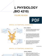 BIO 4210. Figure Review Upd