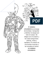 EL SISTEMA CIRCULATORIO