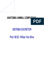 Excretor Reprodutor