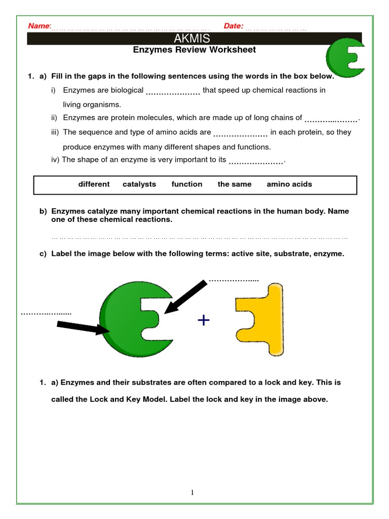 Worksheet On Enzymes  PDF  Enzyme  Active Site Throughout Enzyme Review Worksheet Answers