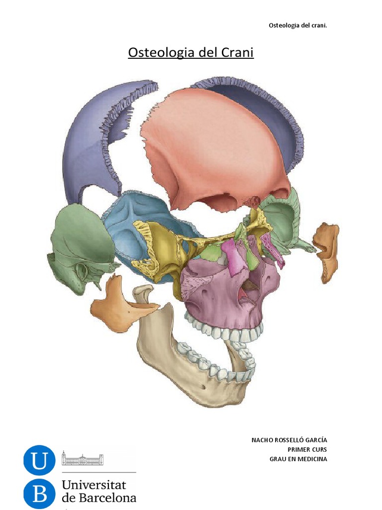 Osteologia Del Crani | PDF