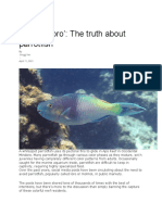 210411_BMIRROR_Yan_Finding Loro the Truth About Parrotfish