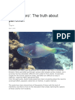 BMIRROR - Yan - Finding Loro The Truth About Parrotfish