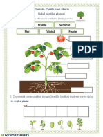 Rădăcină Semințe Frunze Flori Fructe Tulpină: Așază Corespunzător Etichetele Conform Părții Plantei