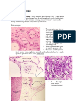 Epithelial Tissue Notes