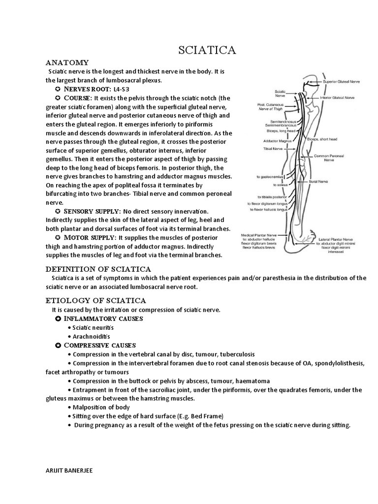 Sciatica: Anatomy | PDF | Diseases And Disorders | Musculoskeletal System