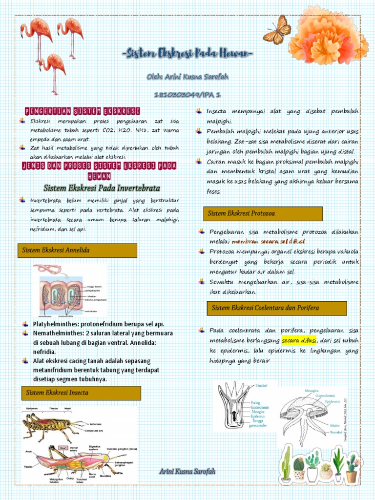 Sistem ekskresi nemathelminthes