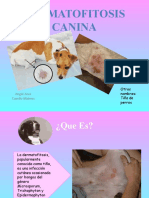 Dermatofitosis Canina