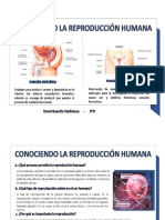 Sistema Reproductor Humano - 8