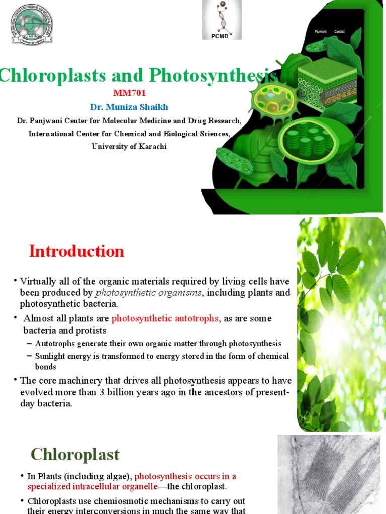 Chloroplasts and Photosynthesis | PDF | Mitochondrion | Photosynthesis