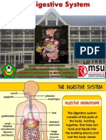 6. The Digestive System