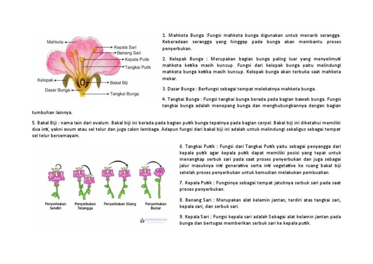 Bunga Kls 6 | PDF