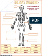 Huesos del cuerpo humano