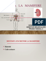 DănilăAnaMaria - Modul2-Excretialamamifere