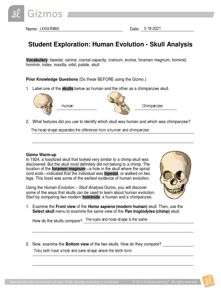 Student Exploration: Human Evolution - Skull Analysis | PDF | Homo ...