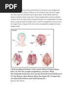 Download Tiroidektomi adalah prosedur pembedahan di mana semua atau sebagian dari kelenjar tiroid akan dihapus by Bee Dont SN50917247 doc pdf