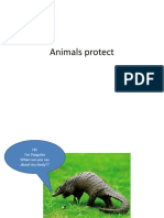 Animals Protect