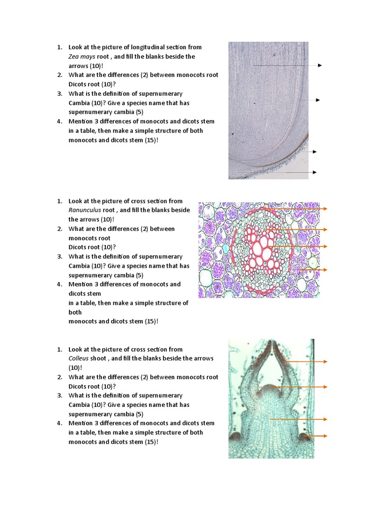Zea Mays Root, and Fill The Blanks Beside The | PDF | Organisms | Botany