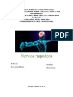 Nervios raquídeos: estructura y distribución