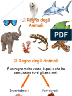 Animali_Invertebrati