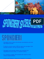 Spongieri si Celenterate