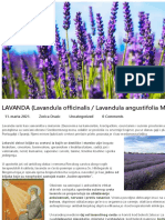 LAVANDA (Lavandula Officinalis - Lavandula Angustifolia Mill.)