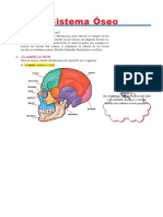 Sistema Óseo