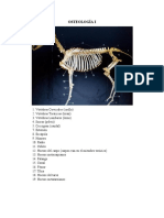 Osteología I