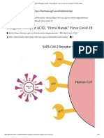 Mengenal Reseptor ACE2, - Pintu Masuk - Virus Covid-19 - Fakultas Farmasi UGM