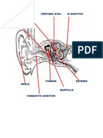 Actividad - Anatomia - Oido 11