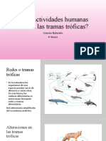 Qué Actividades Humanas Alteran Las Tramas Tróficas 6°