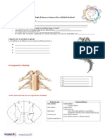 Morfología e internas médula espinal