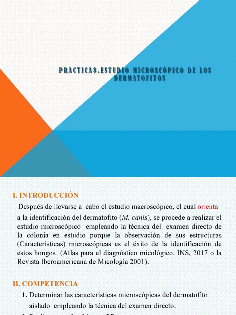 PRÁCTICA #8 Estudio Microscópico de Los Dermatofitos | PDF