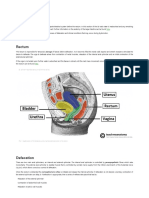 Defecation - Rectum - Control - TeachMePhysiology