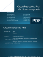 Kelompok 1 - Organ Reproduksi Pria