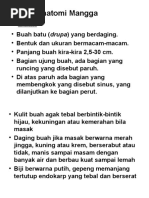 Download Anatomi Mangga by Nur Paristiana SN50942450 doc pdf