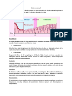 Ciclo Menstrual