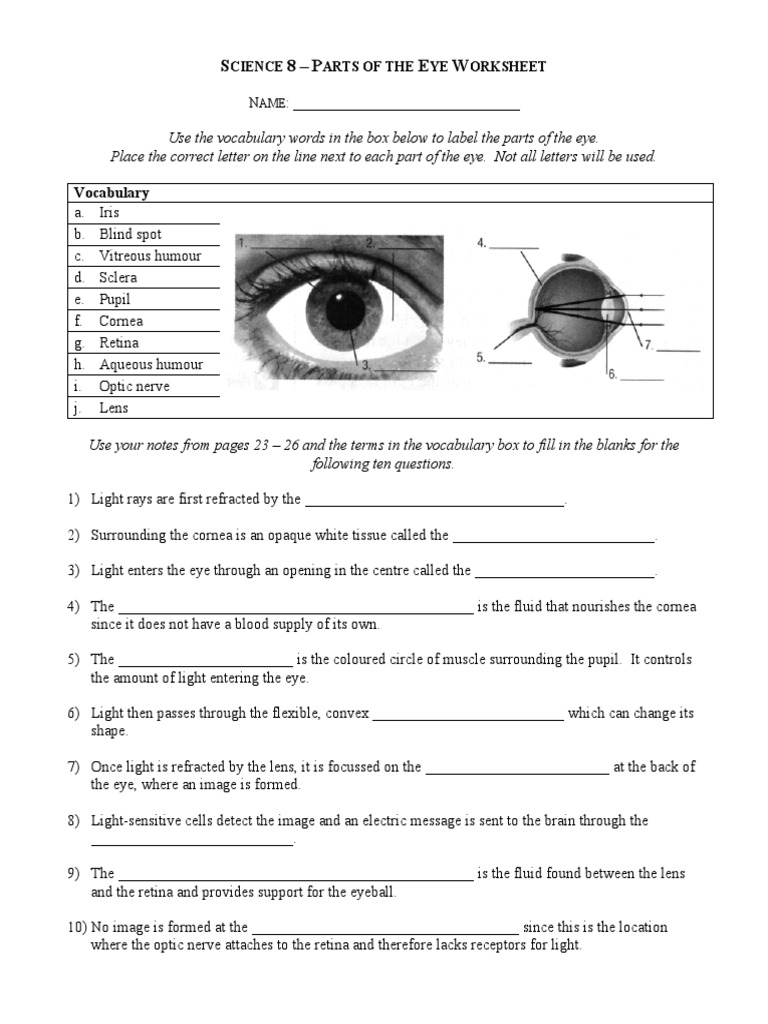 Parts of the Eye Worksheet for Grade 8 | PDF | Eye | Human Eye