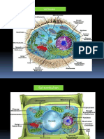 Biologi - Sel gbr