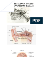 Anatomi Telinga Bagian Luar, Bagian Tengah Dan Bagian Dalam