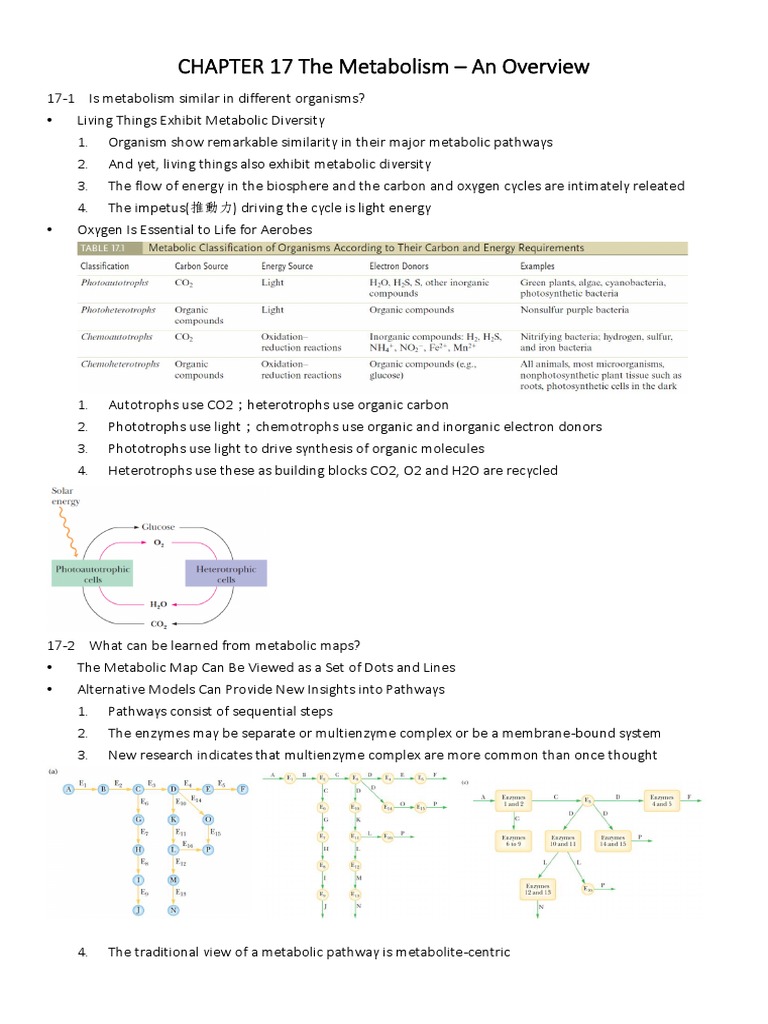 CHAPTER 17 The Metabolism An Overview | PDF | Metabolic Pathway ...