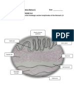 Stomach and Small Intestine