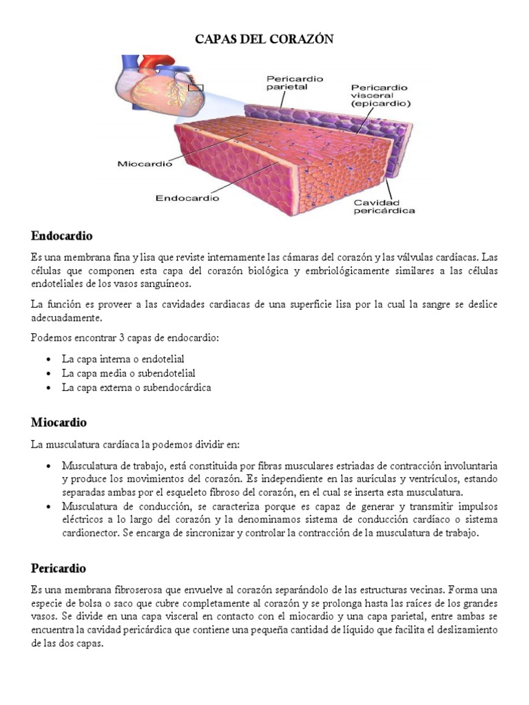 Capas del Corazón: Endocardio, Miocardio y Pericardio | PDF | Hogar ...