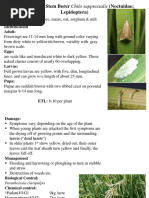 Rice Stripped Stem Borer Chilo Suppressalis (Noctuidae Lepidoptera)