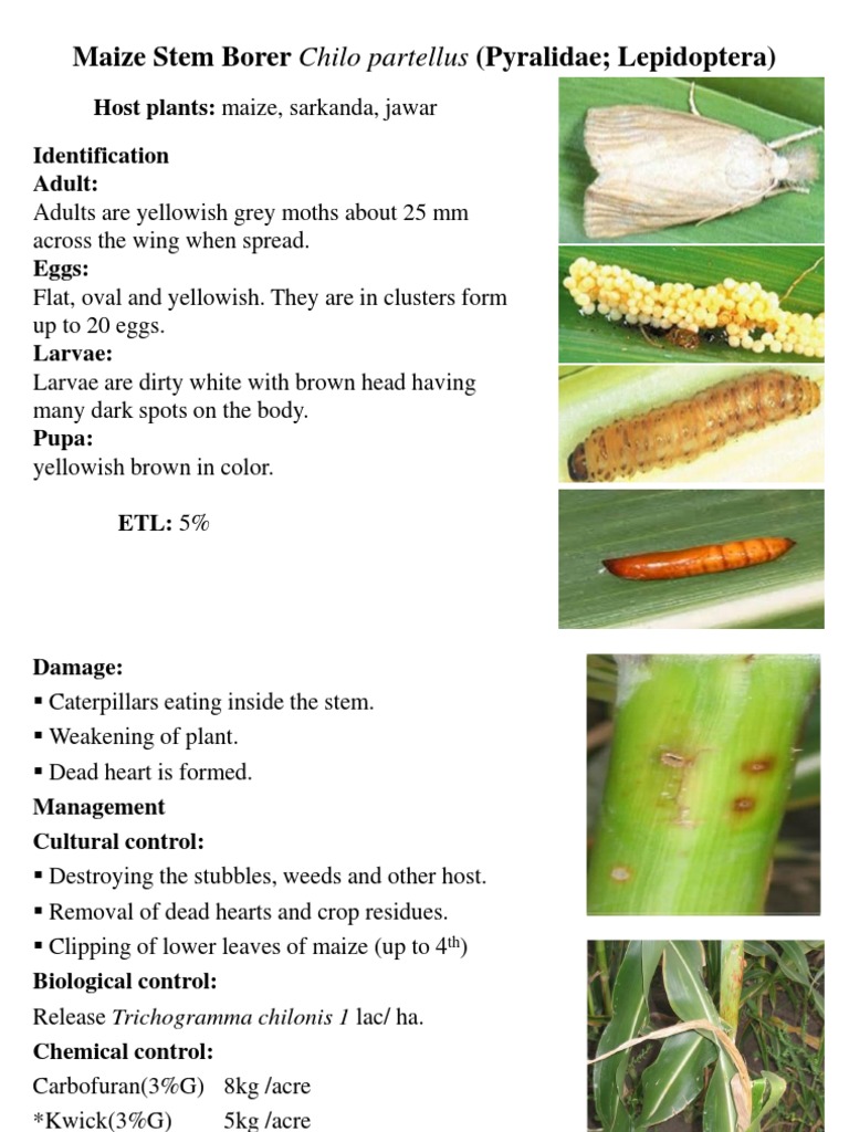 Maize Stem Borer Chilo Partellus (Pyralidae Lepidoptera) Host Plants