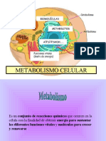 TE9 Metabolismo