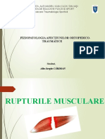 Alin-Fiziopatologia-rupturi-musculare