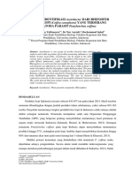 Isolasi Dan Identifikasi Azotobacter Dari Rhizosfer TANAMAN KOPI (Coffea Canephora) YANG TERSERANG NEMATODA PARASIT Pratylenchus Coffeae