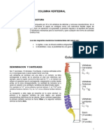 Anatomía de La Columna Vertebral06ColVertebral
