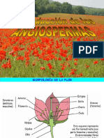 La doble fecundación en las angiospermas